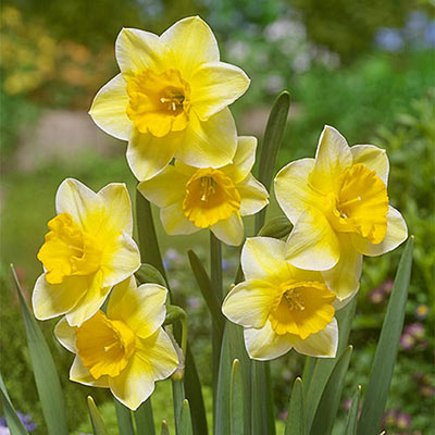 Jonquilla Daffodil Derringer
