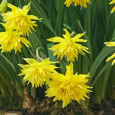 Double Daffodil Rip Van Winkle