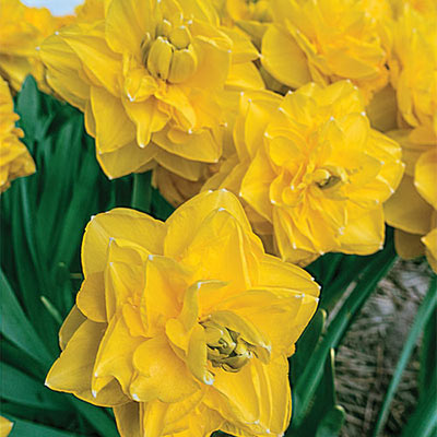 Double Daffodil Grandiosa