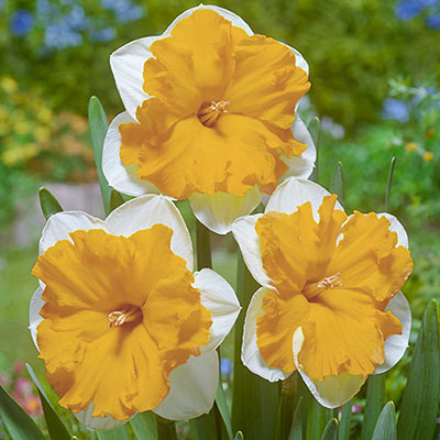Split-Corona Daffodil Orangery