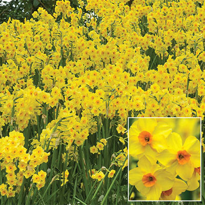 Fragrant Daffodil Martinette