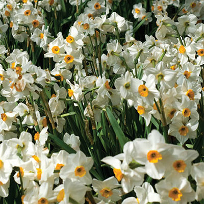 Fragrant Daffodil Geranium