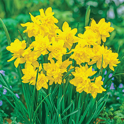 Fragrant Daffodil Double Campernelle