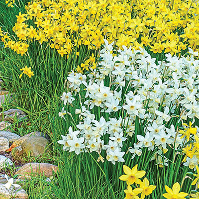Fragrant Daffodil Sailboat