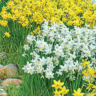 Fragrant Daffodil Yellow Sailboat