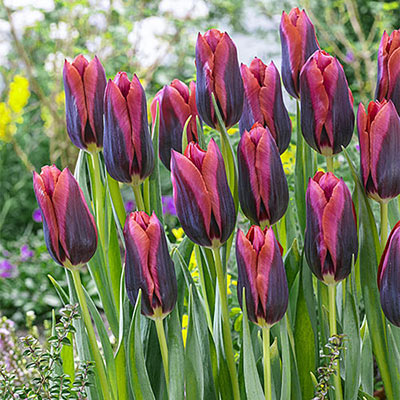 Triumph Tulip Slawa