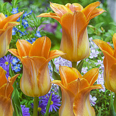 Lily Flowering Tulip Ballade Orange