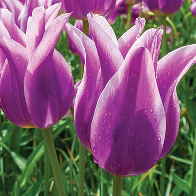 Lily Flowering Tulip Ballade