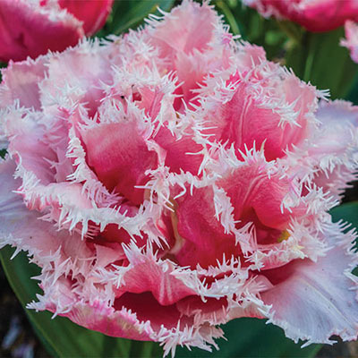 Double Fringed Tulip Queensland