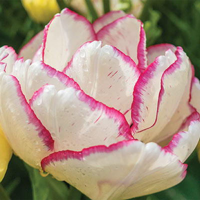Double Peony Tulip Belicia