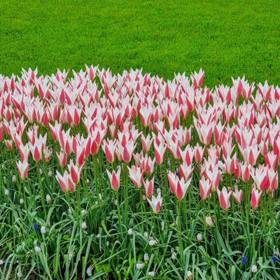 Tulip Peppermint Stick