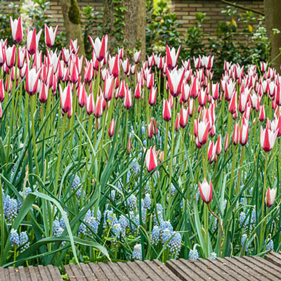 Tulip Peppermint Stick