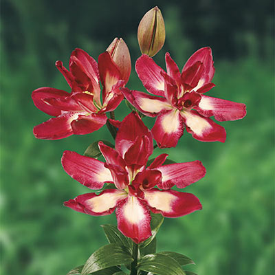 Double Asiatic Lily Double Sensation