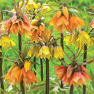 Crown Imperial Mix