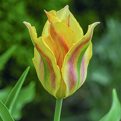 Viridiflora Tulip Golden Artist