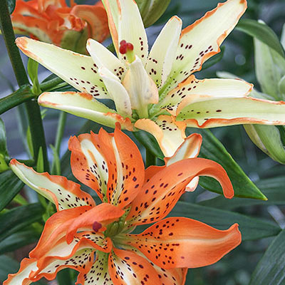 Double Asiatic Lily Must See