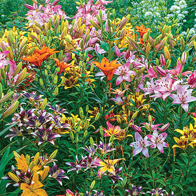 Deluxe Asiatic Lily Mix