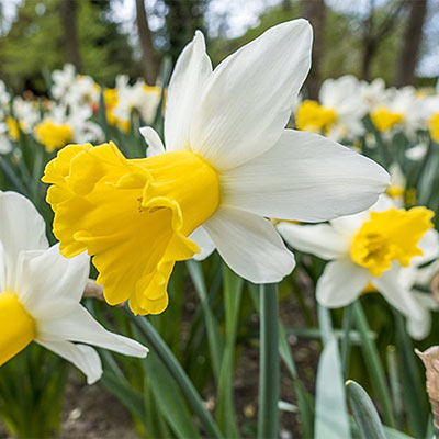 Cyclamineus Daffodil Wisley