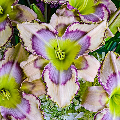 Daylily bloom with a yellow-green throat, purple eye zone and peach-colored petals delicately edged in purple and green hues