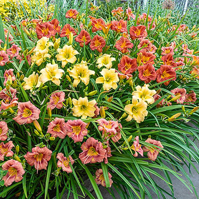 EveryDaylily<sup>®</sup> Reblooming Daylily Mixture