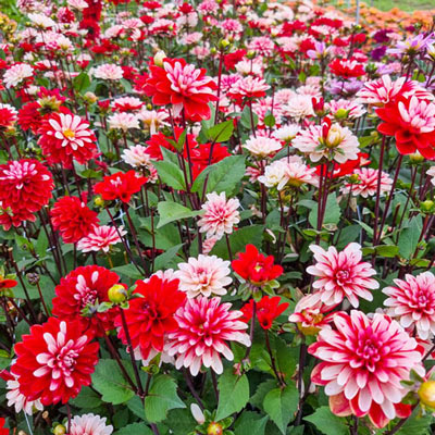 Decorative Dahlia Pacific Time