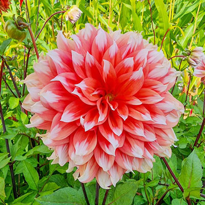 Dinnerplate Dahlia Holland Festival