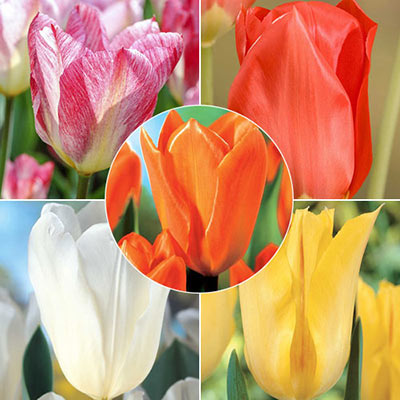Early Spring Tulip Collection