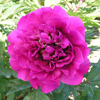 Belle Toulousaine Itoh Peony