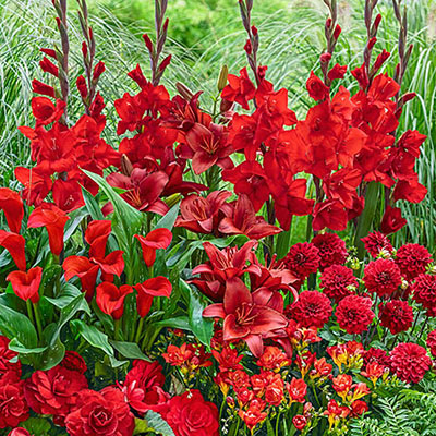 Red Flower Bulb Collection
