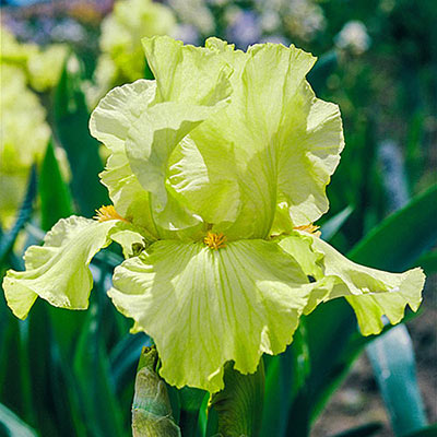 Mint-green German iris bloom with yellow beards and ruffled standards and falls