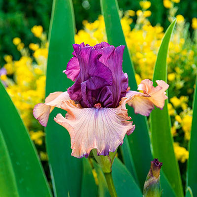 German iris in full bloom with purple standards rising above peachy-pink falls delicately edged in purple