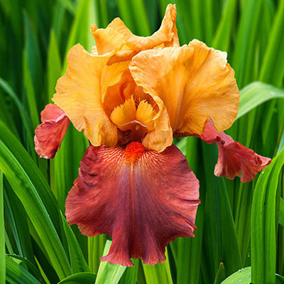 German iris in full bloom with bright orange standards rising above falls of a darker, burnt-orange hue
