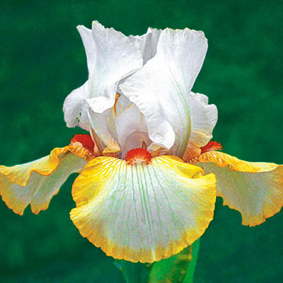 Reblooming German iris with white standards rising above white falls generously edged in yellow and topped with orange beards