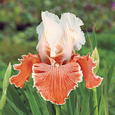 Reblooming German iris with pale, peachy cream standards and apricot-colored falls delicately edged in creamy white