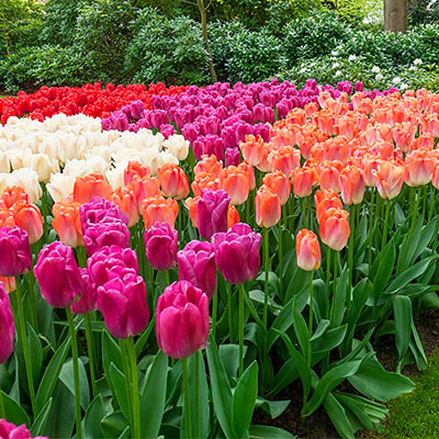 Garden filled with tulips blooming in a mix of colors that includes pink, red, purple, orange and apricot