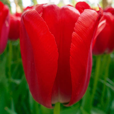 Darwin hybrid tulip bloom with an upright, bell-shaped form and petals of vibrant red