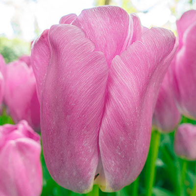 Darwin hybrid tulip bloom with an upright, bell-shaped form and pink petals