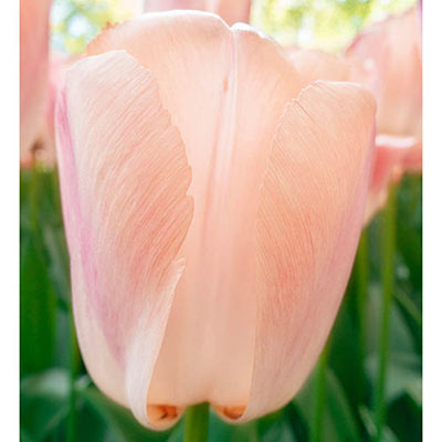 Darwin hybrid tulip bloom with an upright, bell-shaped form and petals in a blend of pastel pink and orange hues