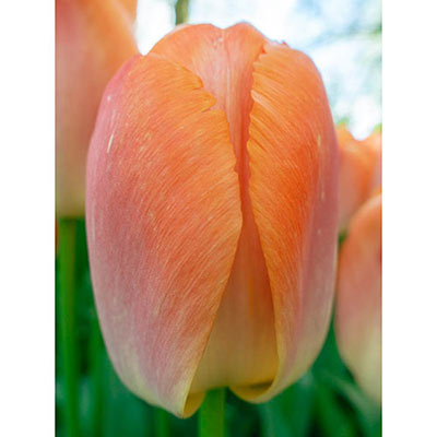Darwin Hybrid Tulip Orange Pride
