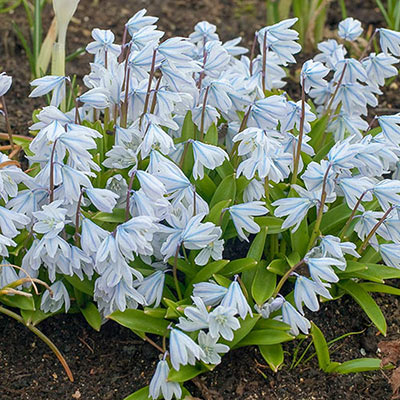 Loads of tiny, pale blue, star-shaped flowers bloom on short stems above green basal leaves of scilla mischtschenkoana