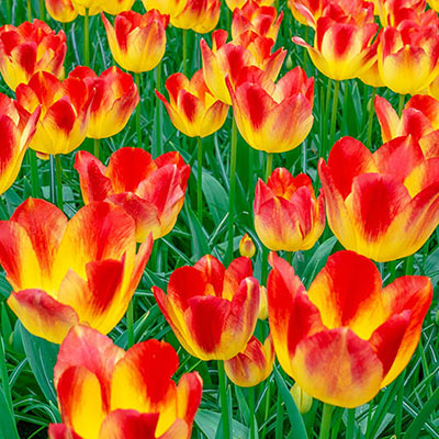 Grouping of tulips, each with a golden-yellow base and bright red petals, open above green foliage