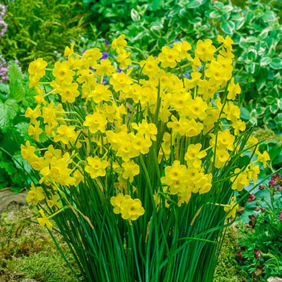 Flower bed displaying loads of jonquilla narcissus with yellow cups and petals blooming above thin, green foliage