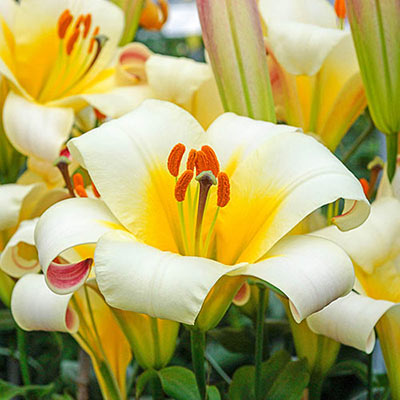 Trumpet Lily White Planet