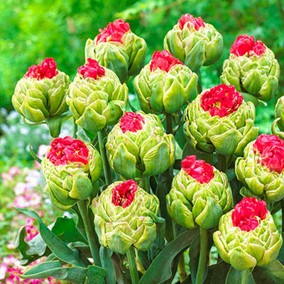 13 double-flowering peonies opening from their initial orb form of green outer petals to reveal emerging red inner petals