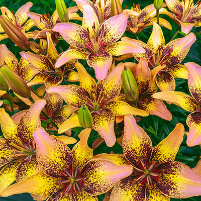 Profusion of Asiatic lily blooms with pink petals, yellow accents and a generous sprinkling or raspberry-red speckles