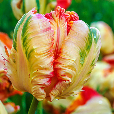Parrot tulip bloom with ruffled, pale orange-yellow petals accented with hues of bright pink and vivid green