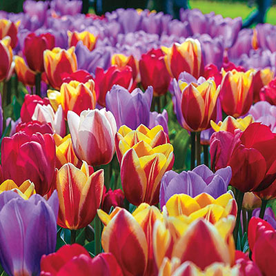 Forever Spring<sup>™</sup> Tulip Mix