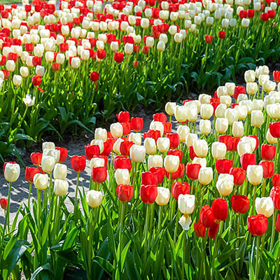 Mix of red and white tulips, with classic egg-shaped form, border both sides of a narrow garden path