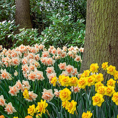 White double daffodils with peachy pink cups and yellow double daffodils with orange cups bloom in a garden beneath a tree