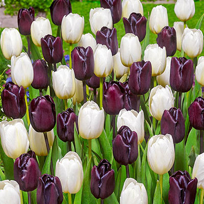 Striking mix of white tulips and deep, dark purple tulips